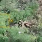 Розстріл полонених нацгвардійців на Донеччині: що відомо про інцидент і його правову кваліфікацію